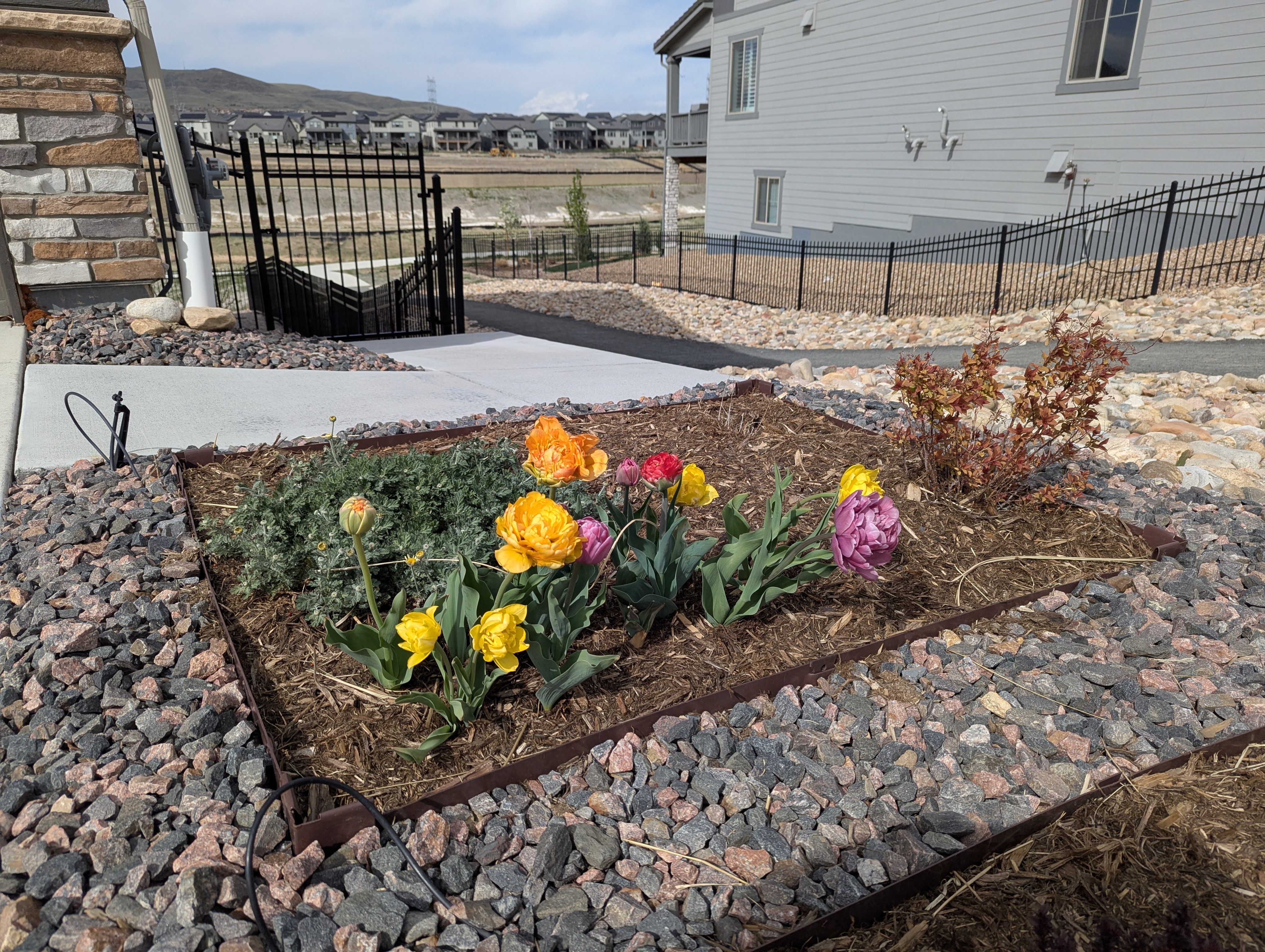 Garden, Flowers, Morrison, Colorado